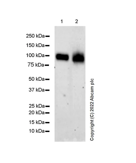 Western blot - Anti-CD98 antibody [EPR27111-83] - BSA and Azide free (AB303511)