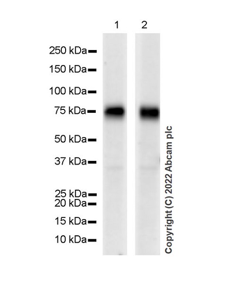 Western blot - Anti-CD98 antibody [EPR27111-83] - BSA and Azide free (AB303511), expandable thumbnail