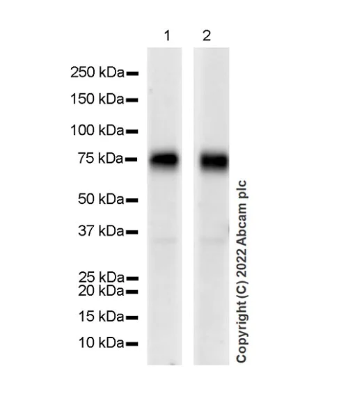 Western blot - Anti-CD98 antibody [EPR27111-83] - BSA and Azide free (AB303511)
