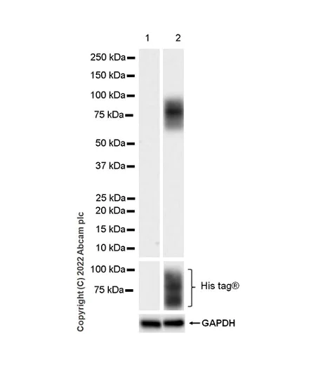 Western blot - Anti-CD98 antibody [EPR27111-83] - BSA and Azide free (AB303511)