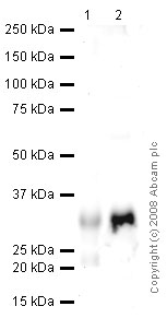 Western blot - Anti-CD99 antibody (AB27271), expandable thumbnail