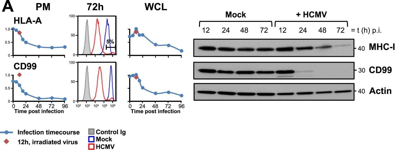 Western blot - Anti-CD99 antibody [EPR3096] (ab108297), expandable thumbnail