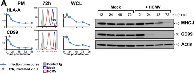 Western blot - Anti-CD99 antibody [EPR3096] (AB108297)