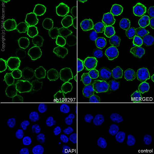 Immunocytochemistry/ Immunofluorescence - Anti-CD99 antibody [EPR3096] - BSA and Azide free (AB226021), expandable thumbnail