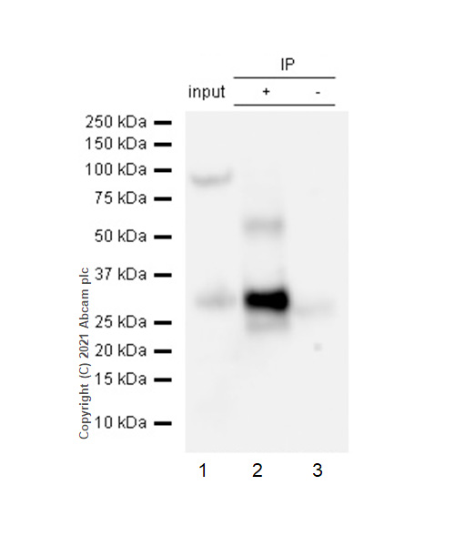 Immunoprecipitation - Anti-CD99 antibody [EPR3096] - BSA and Azide free (AB226021), expandable thumbnail