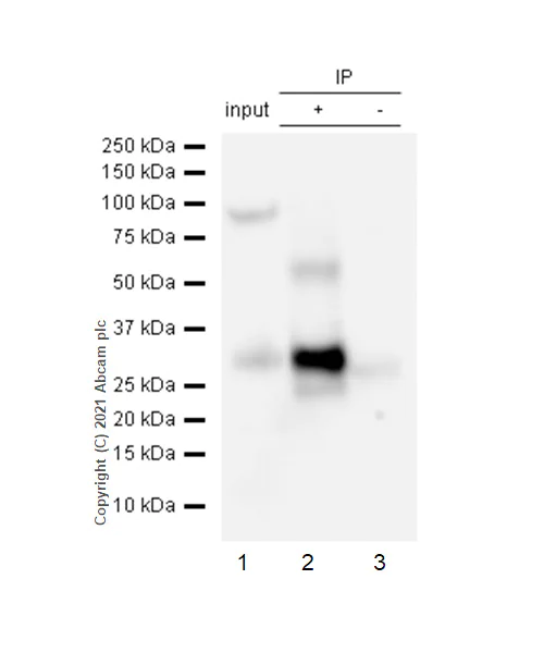 Immunoprecipitation - Anti-CD99 antibody [EPR3096] - BSA and Azide free (AB226021)