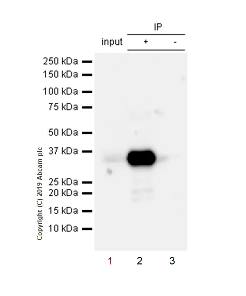 Immunoprecipitation - Anti-CD99 antibody [EPR3097Y] (AB75858)