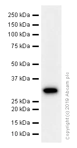 Western blot - Anti-CD99 antibody [EPR3097Y] (AB75858)