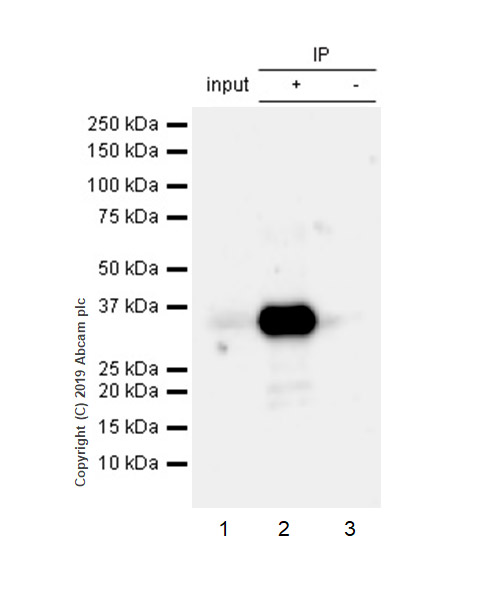 Immunoprecipitation - Anti-CD99 antibody [EPR3097Y] - BSA and Azide free (AB247410), expandable thumbnail