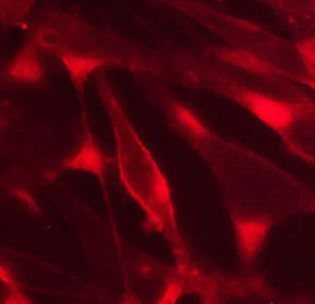 Immunocytochemistry/ Immunofluorescence - Anti-CD99 antibody [M026] - Extracellular domain (AB253291)