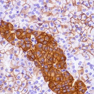 Immunohistochemistry (Formalin/PFA-fixed paraffin-embedded sections) - Anti-CD99 antibody [SP119] - BSA and Azide free (AB240990)