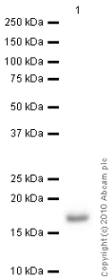 Western blot - Anti-CDA antibody (AB78231)