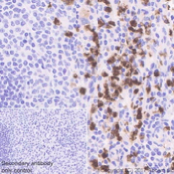 Immunohistochemistry (Formalin/PFA-fixed paraffin-embedded sections) - Anti-CDA antibody [EPR20525] (AB222515)