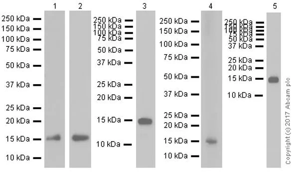 Western blot - Anti-CDA antibody [EPR20525] (AB222515)