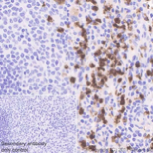 Immunohistochemistry (Formalin/PFA-fixed paraffin-embedded sections) - Anti-CDA antibody [EPR20525] - BSA and Azide free (AB227815)