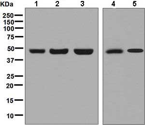Western blot - Anti-CDC123 antibody [EP5861] (AB129101)