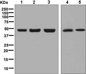 Western blot - Anti-CDC123 antibody [EP5861] - BSA and Azide free (AB226111)