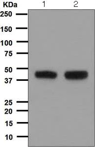 Western blot - Anti-CDC123 antibody [EPR5860] (AB124878)