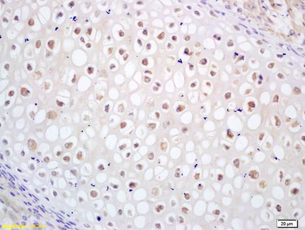 Immunohistochemistry (Formalin/PFA-fixed paraffin-embedded sections) - Anti-Cdc14B antibody (AB203675)