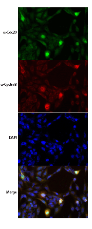 Immunocytochemistry/ Immunofluorescence - Anti-Cdc20 antibody (AB183479)