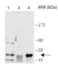 Immunoprecipitation - Anti-Cdc20 antibody (AB183479)