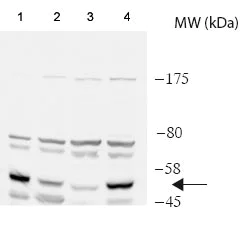 Western blot - Anti-Cdc20 antibody (AB183479)