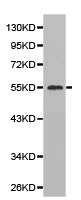 Western blot - Anti-Cdc20 antibody (AB185814)