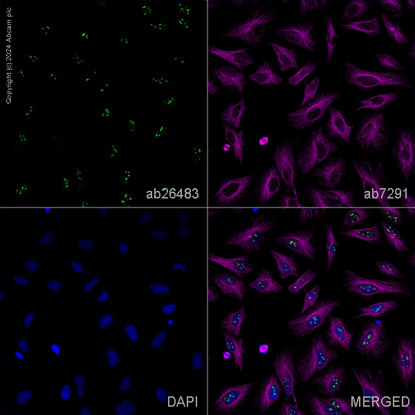 Immunocytochemistry/ Immunofluorescence - Anti-Cdc20 antibody (AB26483)