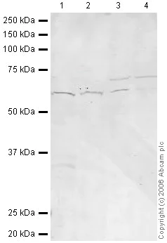 Western blot - Anti-Cdc20 antibody (AB26483)