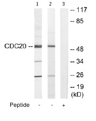 Western blot - Anti-Cdc20 antibody (AB64877)