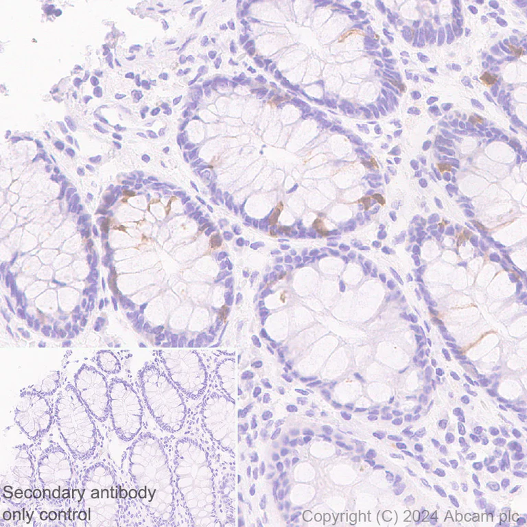 Immunohistochemistry (Formalin/PFA-fixed paraffin-embedded sections) - Anti-Cdc20 antibody [EPR28091-55] - BSA and Azide free (AB317037)
