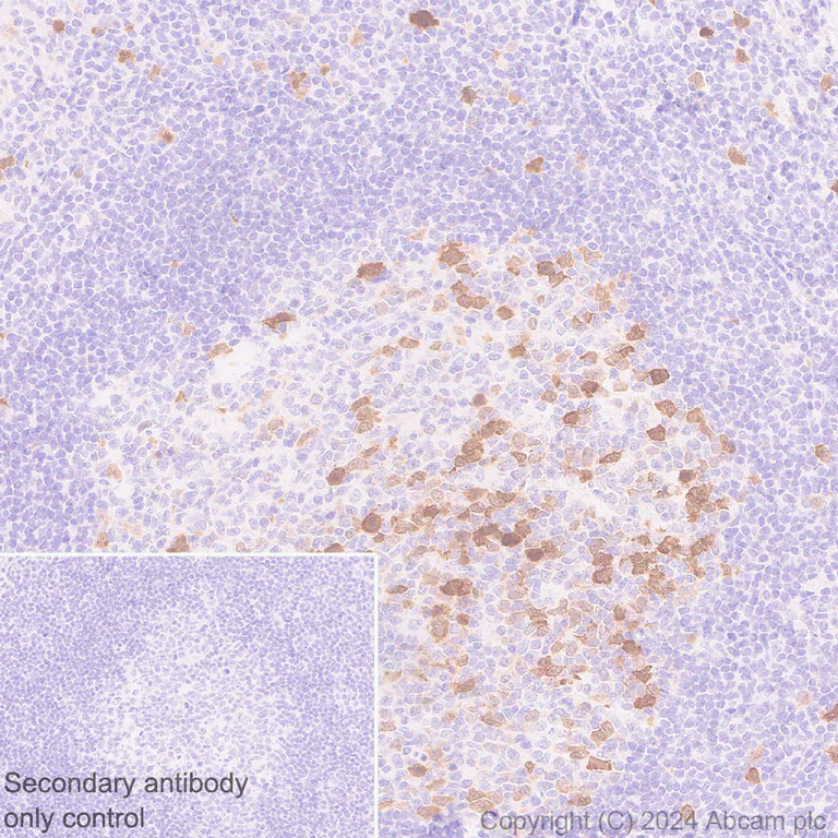 Immunohistochemistry (Formalin/PFA-fixed paraffin-embedded sections) - Anti-Cdc20 antibody [EPR28091-55] - BSA and Azide free (AB317037)