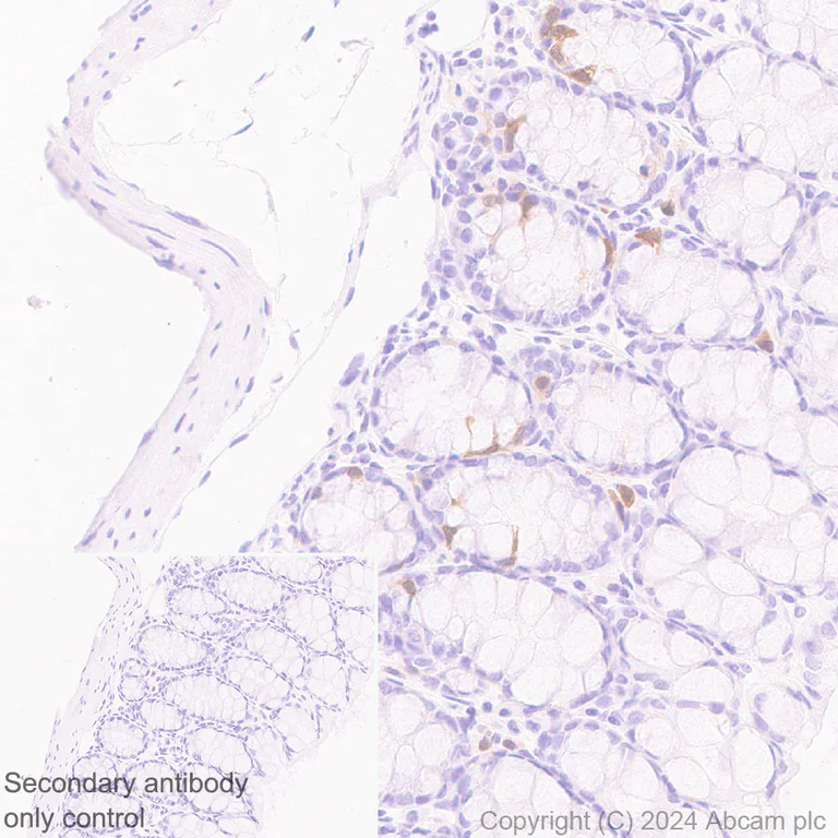 Immunohistochemistry (Formalin/PFA-fixed paraffin-embedded sections) - Anti-Cdc20 antibody [EPR28091-55] - BSA and Azide free (AB317037)