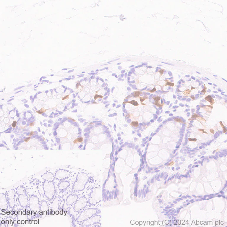 Immunohistochemistry (Formalin/PFA-fixed paraffin-embedded sections) - Anti-Cdc20 antibody [EPR28091-55] - BSA and Azide free (AB317037)