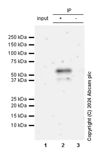 Immunoprecipitation - Anti-Cdc20 antibody [EPR28091-55] - BSA and Azide free (AB317037)