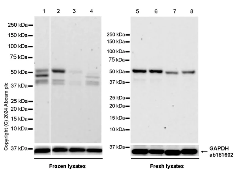 Western blot - Anti-Cdc20 antibody [EPR28091-55] - BSA and Azide free (AB317037)