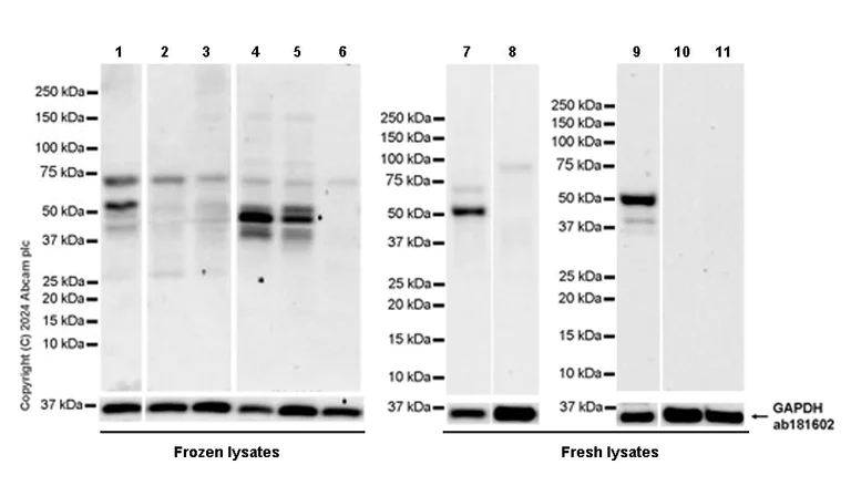 Western blot - Anti-Cdc20 antibody [EPR28091-55] - BSA and Azide free (AB317037)