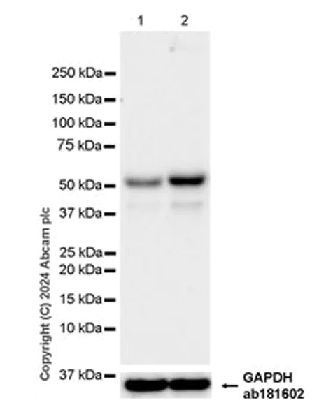 Western blot - Anti-Cdc20 antibody [EPR28091-55] - BSA and Azide free (AB317037)
