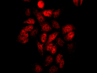 Immunocytochemistry/ Immunofluorescence - Anti-Cdc23 antibody [EPR11827] - BSA and Azide free (AB249936), expandable thumbnail