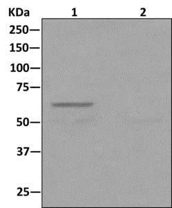 Immunoprecipitation - Anti-Cdc23 antibody [EPR11827] - BSA and Azide free (AB249936)