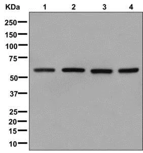 Western blot - Anti-Cdc23 antibody [EPR11827] - BSA and Azide free (AB249936)