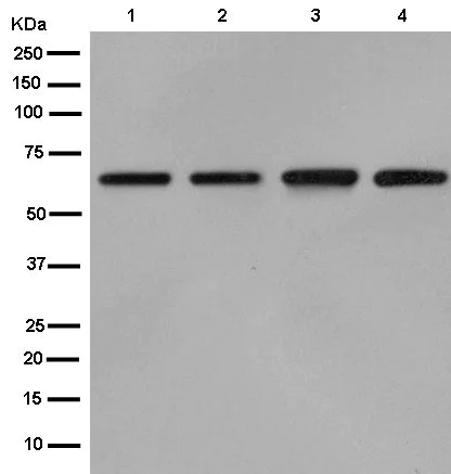 Western blot - Anti-Cdc23 antibody [EPR11828] - BSA and Azide free (AB250568)