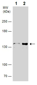 Western blot - Anti-CDC25 antibody (AB272920)