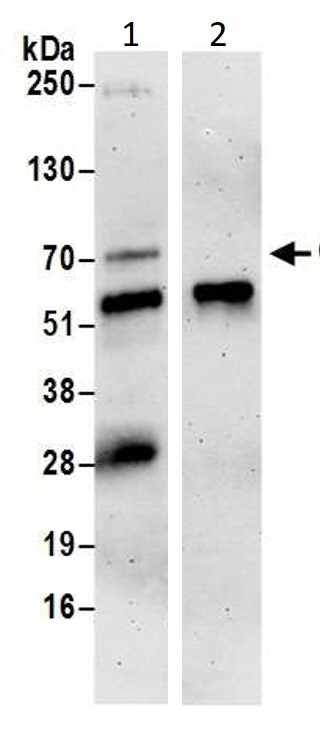 Immunoprecipitation - Anti-Cdc25A antibody (AB989)