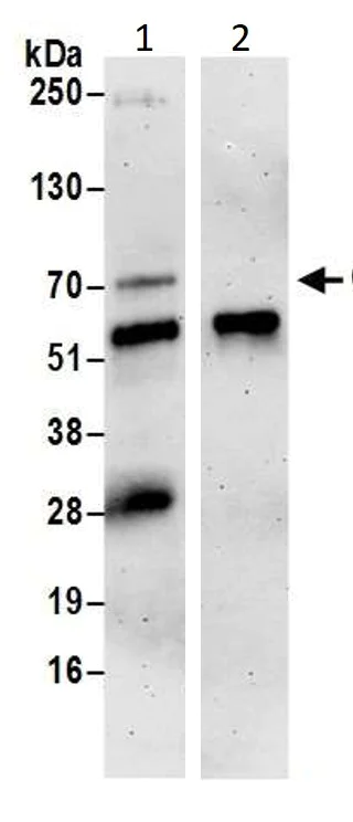 Immunoprecipitation - Anti-Cdc25A antibody (AB989)