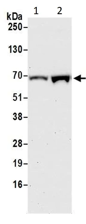 Western blot - Anti-Cdc25A antibody (AB989)