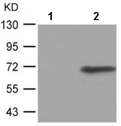 Western blot - Anti-Cdc25A (phospho S124) antibody (AB182666)