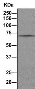Immunoprecipitation - Anti-Cdc25A (phospho S124) antibody [EPR8888] - BSA and Azide free (AB249269)