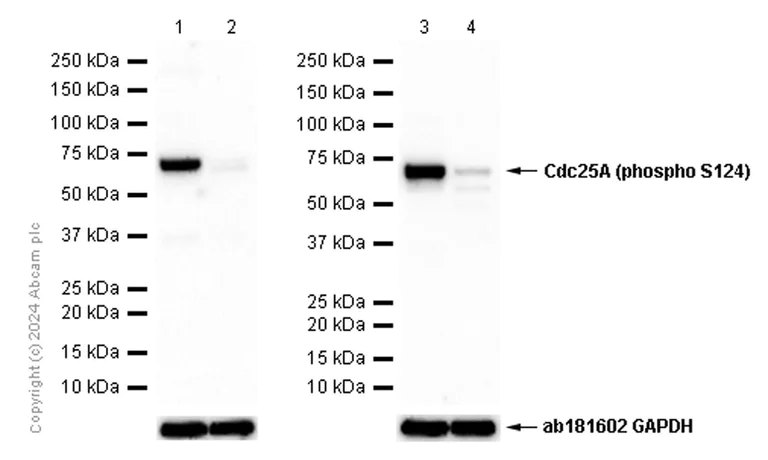 Western blot - Anti-Cdc25A (phospho S124) antibody [EPR8888] - BSA and Azide free (AB249269)