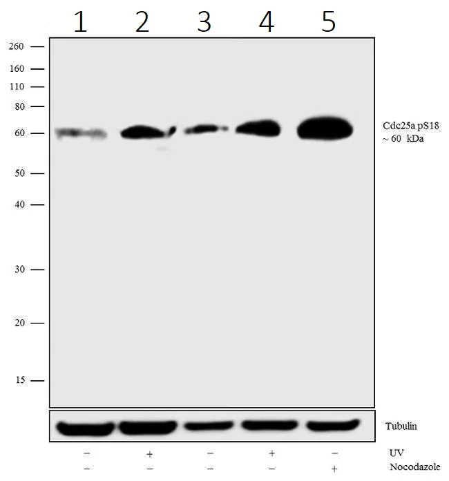 Western blot - Anti-Cdc25A (phospho S18) antibody [20HCLC] (AB277771)